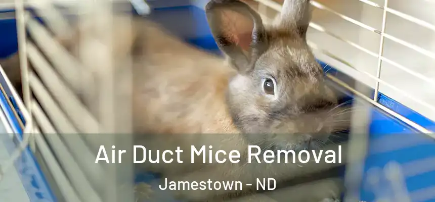  Air Duct Mice Removal Jamestown - ND